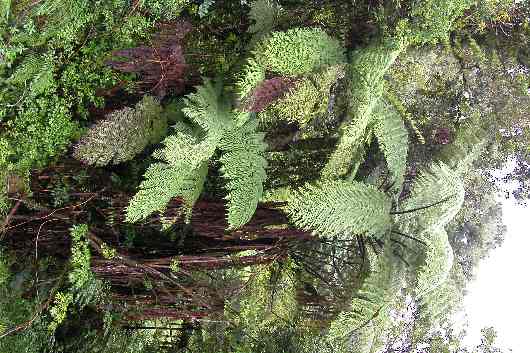 205vers Turangi.JPG (reduit)